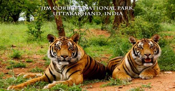 Jim Corbett National Park, Uttarakhand, India  Travel Guide : Food, hotel, Cost, Weather & geography, History, language, culture, things to see and do and how to reach